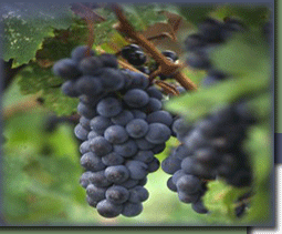 grapes